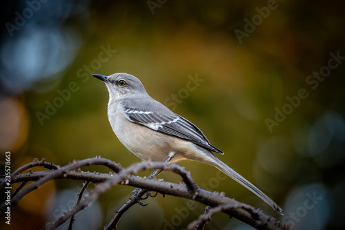 Mockingbird on a branch