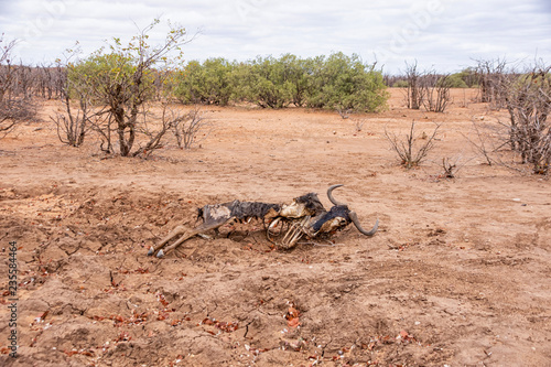 Blue Wildebeest Skeleton