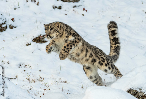 Snow Leopard Leap