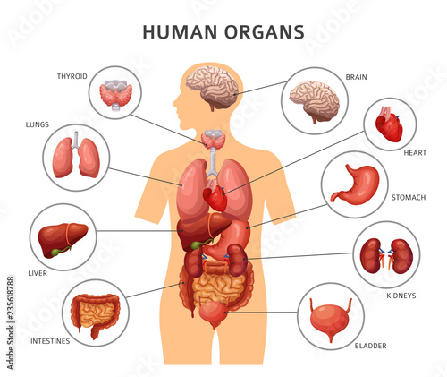 Human body internal organs. Stomach and lungs, kidneys and heart, brain and liver. Medical anatomy vector infographics. Body of human, liver and brain, heart and internal organs illustration