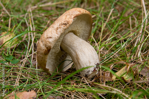 Single porcini mushroom (Boletus edulis, cep, penny bun, porcino or king bolete) on natural background..