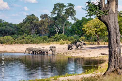 African elephant, Namibia, Africa safari wildlife