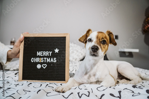 Lovely jack russell dog in his home at Christmas time with an important message on his blackboard "Merry Christmas". Lifestyle.