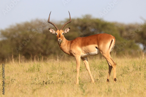 Impala in the African bushveld