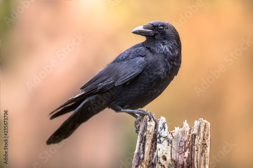 Carrion crow bright background