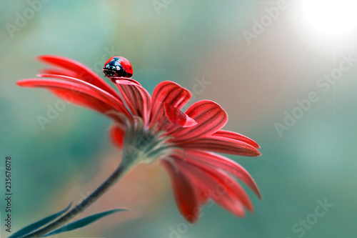 500px Photo ID: 178500237 Beautiful ladybug on leaf defocused background