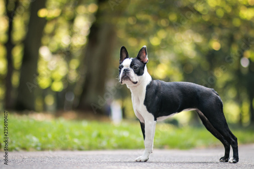 Boston terrier dog posing in city center park. Young boston terrier 