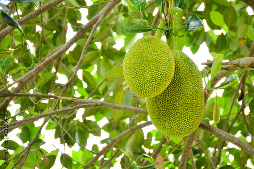 fresh jackfruit on tree at organic agriculture farm in thailand