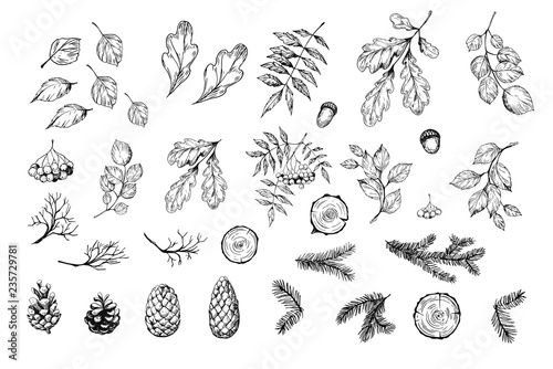 Set of botanical elements. Oak leaves, cones, pine spruces. Vector sketch. Isolated