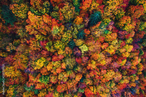 Aerial drone view over autumn forest. Colorful trees in the wood.