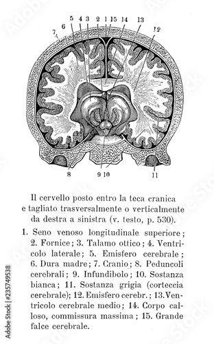 Vintage illustration of anatomy, human brain transversal section into the skull, anatomical descriptions in Italian