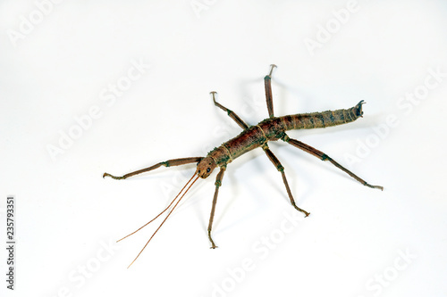 männliche Panzerschrecke (Eurycantha insularis) - stick insect / male
