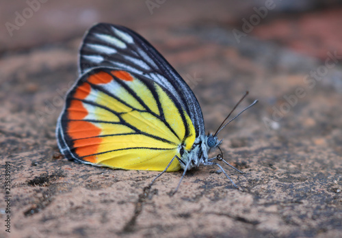 Close up of a colourful yellow and orange Delias hyparete indica butterfly resting on the ruins of an ancient Wat in Ayutthaya, Thailand