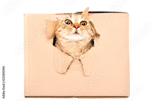 Funny cat Scottish Strait looks out of a torn hole in a box