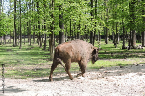 A male European bison in a forest