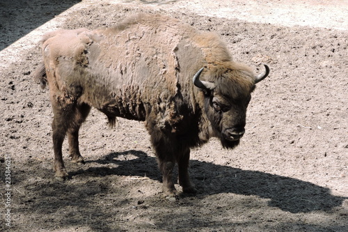A male European bison