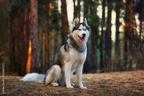 Siberian husky dog in autumn forest