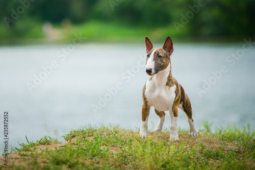 miniature bull terrier