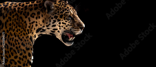 cheetah, leopard, jaguar