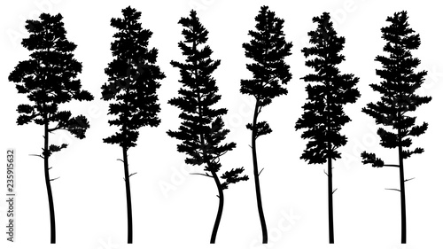 Silhouettes of tall pine trees (cedar).