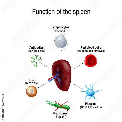 Function of the spleen