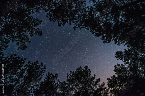 The bright starry sky in the night forest