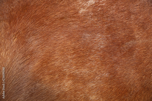 Animal skin photo and background