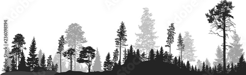panorama of high grey fir trees forest on white
