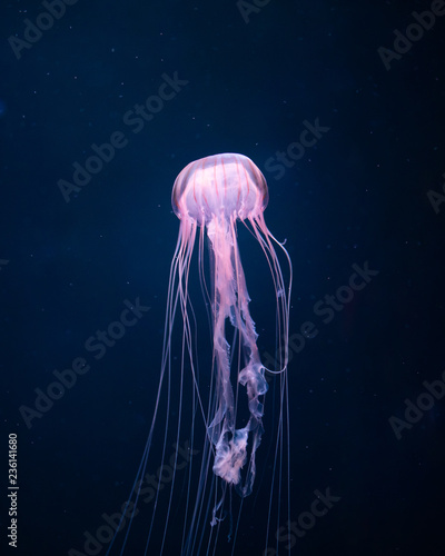 glowing jellyfish underwater