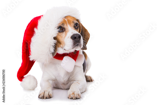 Adult beagle dog with santa hat lying isolated on white background and looking to the camera