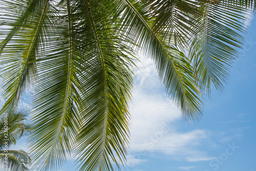 Palm trees of Costa Rica