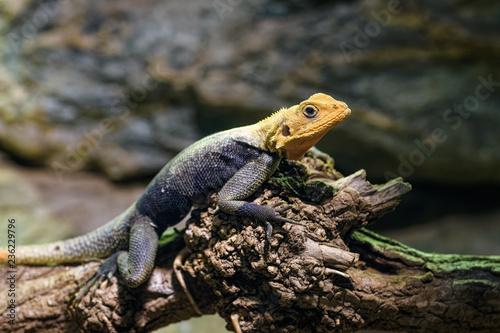 Common agama basking on a dead tree