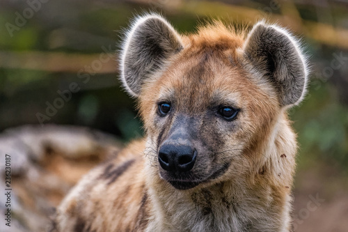 Close up of a spotted hyena