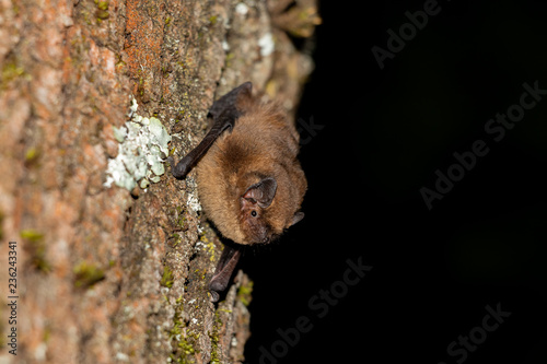 The soprano pipistrelle on tree