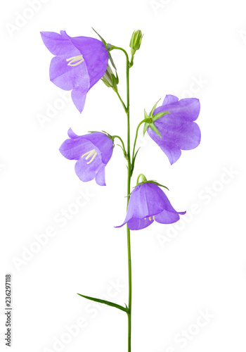 Peach-leaved bellflower, campanula isolated on white background, including clipping path. Germany