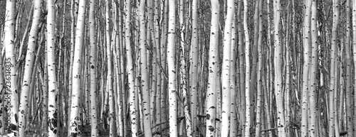 Black and white trees background pattern