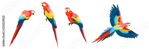Set of large red-blue macaw parrots. Flying and sitting on the branches of parrots. Wildlife of the jungle and tropical forests of the Amazon. Realistic vector animals isolated on white background.