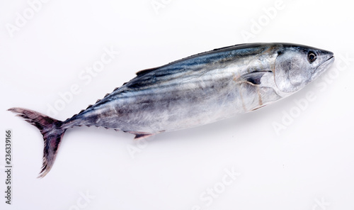 WHOLE FRESH SKIPJACK TUNA ON WHITE