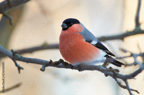 Eurasian bullfinch sits on a branch of a wild apple in a forest park on a cloudy day.