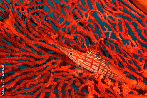 Long-nose hawkfish on red coral