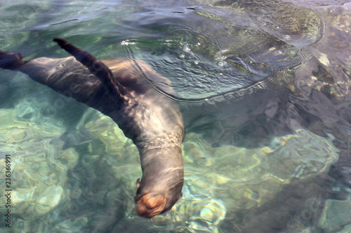 Giovane Leone Marino gioca nell'acqua delle Galapagos