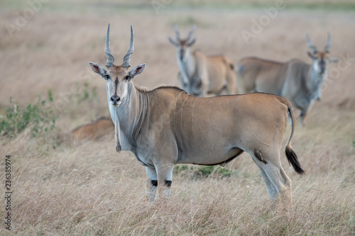 eland and biards