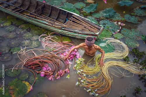 Top view Old man vietnamese picking up the beautiful pink lotus in the lake at an phu, an giang province, vietnam, culture and life concept