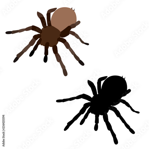  isolated, spider tarantula