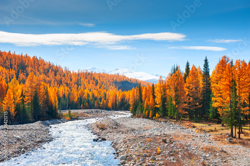 Halny rzeki i jesieni las w Altai, Syberia, Rosja