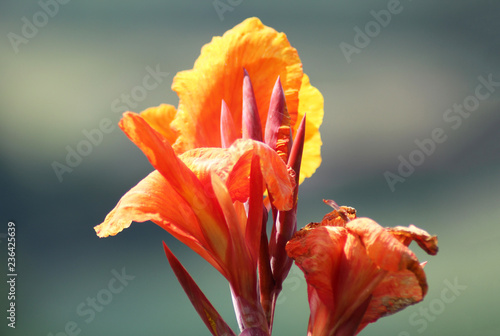 Fioritura e sfioritura di canna lili