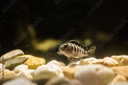 juvenile brown and white banded cichlid fish swimming in the water over some rocks