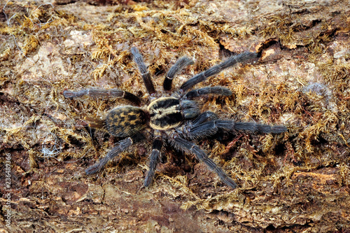 Zwergvogelspinne aus Tansania (Heterothele villosella) - tarantula from Tanzania