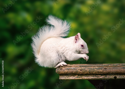 A rare wild white albino squirrel sitting on a wooden platform eating with his fluffy tail curled up above his head.
