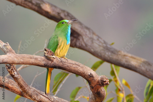 The blue bearded bee eater (Nyctyornis athertoni), Jim Corbett National Park India Asia.